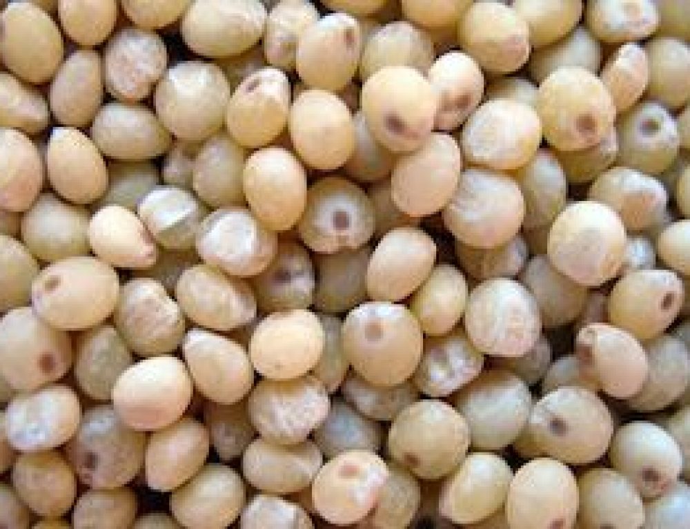 Comment cuire les lentilles vertes
